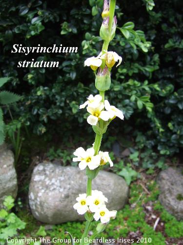 Sisyrinchium striatum